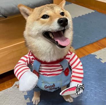 Halloween Dog Costume product view 9